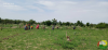 nttoyage site maraicher 4